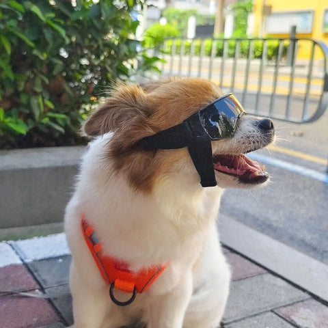 Dog Sunglasses with Adjustable Strap