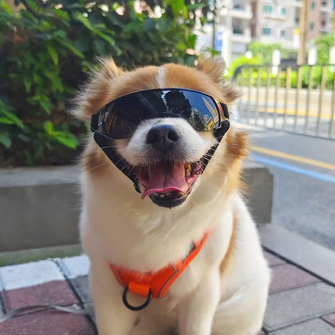 Dog Sunglasses with Adjustable Strap